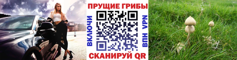 Галлюциногенные грибы Psilocybine cubensis  Кувшиново 